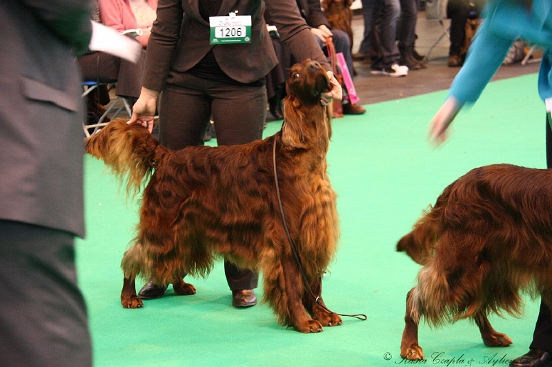 Crufts2011 445.jpg